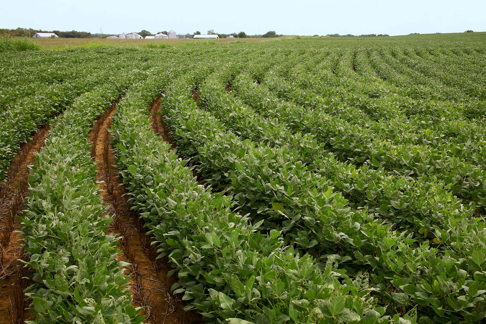 Field-soybeans-farm-Oklahoma Field-soybeans-farm-Oklahoma