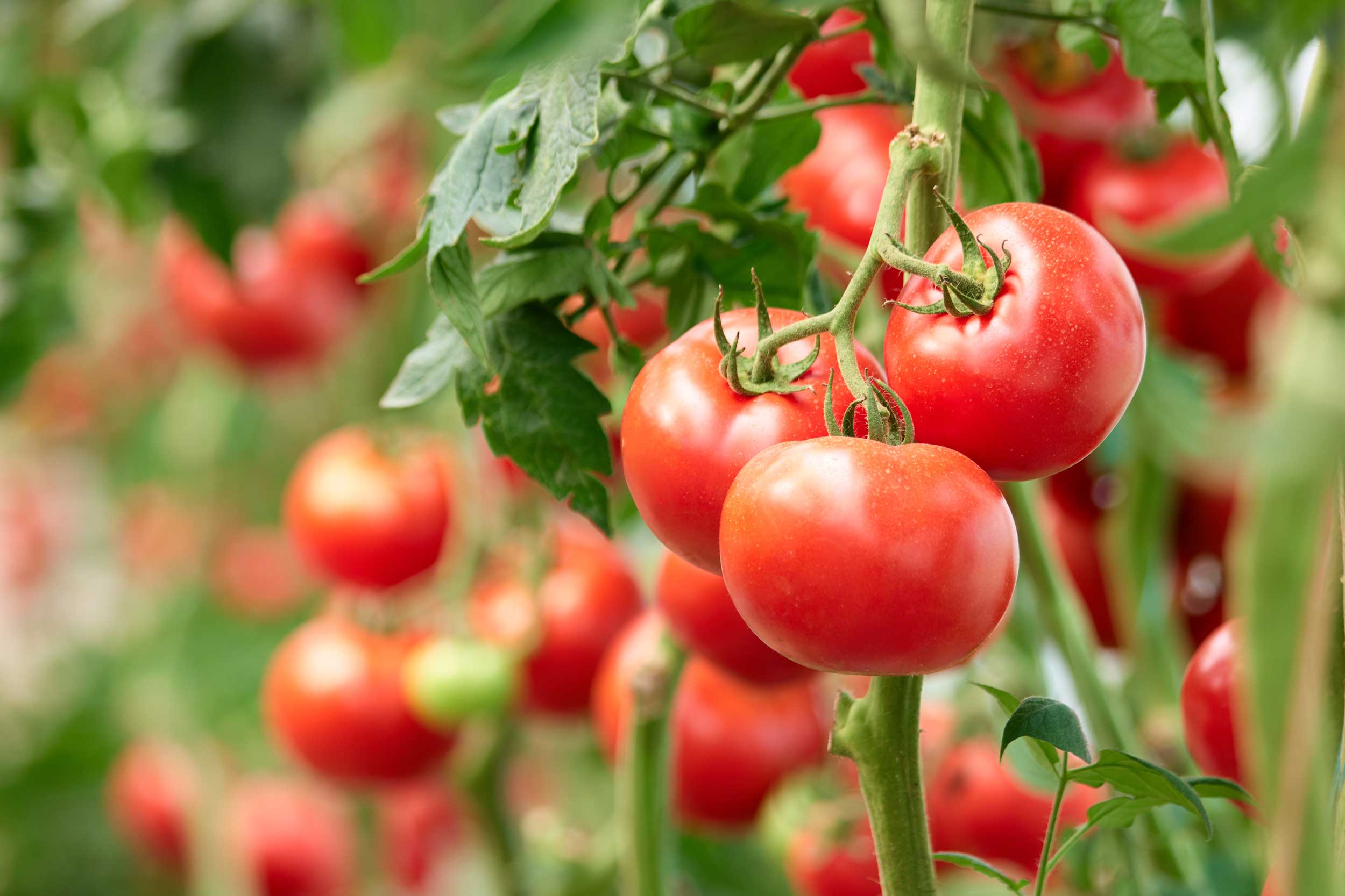 tomatoes-background